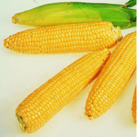 Кукуруза Брусница сахарная-ранний высокоурожайный сорт засухоустойчивый устойчив к перепадам температур - фото 1 - id-p481527474