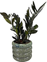 Заміокулькас 50 см чорний Raven (2-3 стовбури)