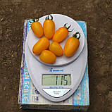 Єллоу Бідс F1 (250 нас.) насіння томату Spark Seeds, фото 2