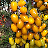 Єллоу Бідс F1 (250 нас.) насіння томату Spark Seeds, фото 3