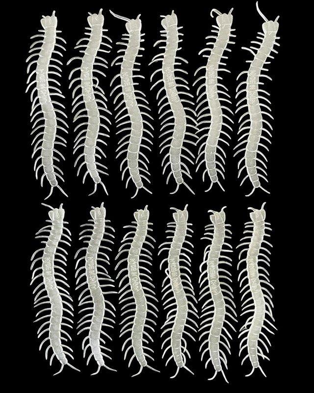 Набір сколопендр прозорих 12 од