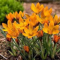 Крокус 5шт Olivieri Balansae (Олівіері Балансе)