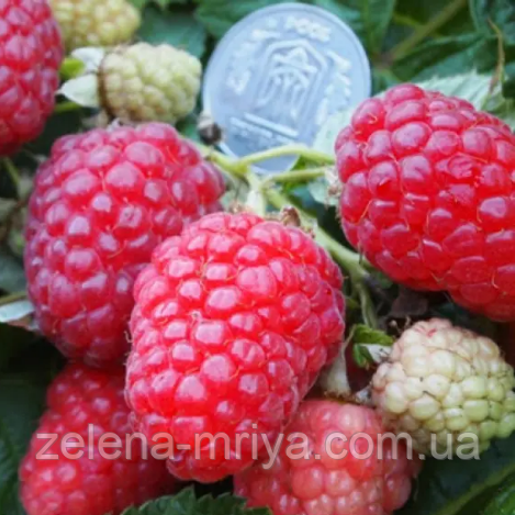 Малина "Каскад Делайт", фото 1