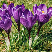 Крокус 5шт Blue Ocean (Блуе Океан)