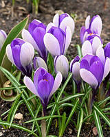 Крокус 5шт Великоквітковий Whale Shark (Вхале Шарк)