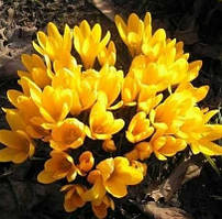 Крокус 5шт Romance (Романке)