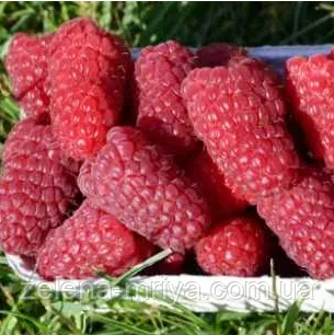 Малина "Мапема" ремонтантний сорт, фото 1