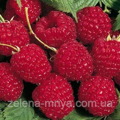 Малина "Глен Ампл", фото 1