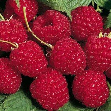 Малина "Глен Ампл"