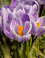 Крокус 5шт великоквітковий King Of The Striped (Кінг Оф Те Стріпед)