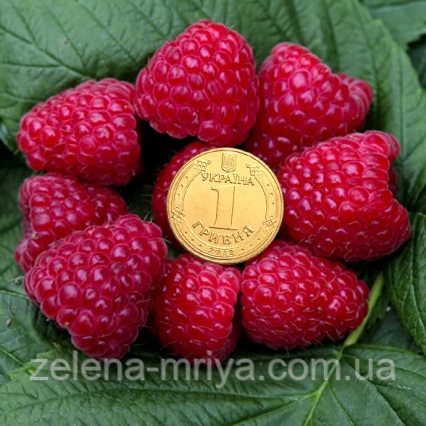 Малина Імара ( ремонтантна), фото 1