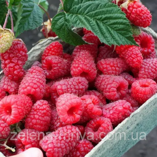 Малина крупноплідна "Маргарита" (ремонтантна, рання, солодка), фото 1