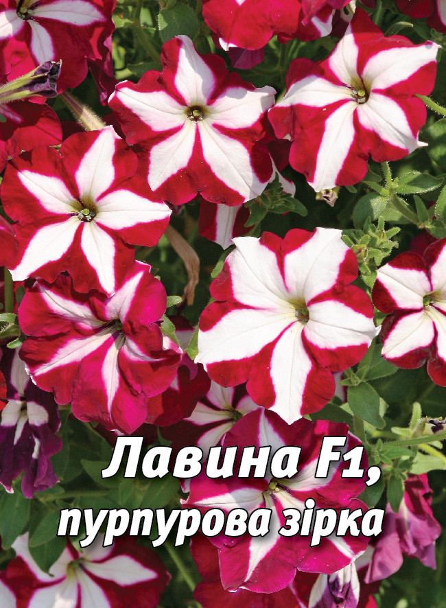 Петунія Лавина F1, пурпурова зірка, ампельна 50 шт (Leda Agro), фото 1