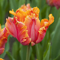 Тюльпан цибулини Avignon Parrot, попугайний, фр.11/12 №95