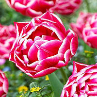 Тюльпан цибулини Columbus, махровий ранній, фр.11/12 №11