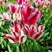 Тюльпан цибулини Flaming Club, багатоквітковий фр.11/12 №83