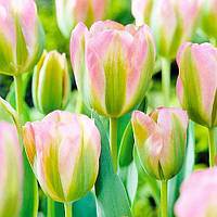 Тюльпан цибулини Greenland, зелений фр.11/12 №78