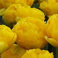 Тюльпан цибулини Limousine, махровий ранній, фр 11/12 №15