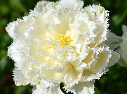 Тюльпан цибулини Snow Crystal, махровий оторочений фр.11/12 №75