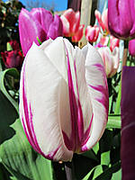 Тюльпан цибулини Тріумф Flaming Flag, фр.12/+ №24