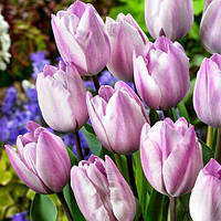 Тюльпан цибулини Тріумф Jacuzzi, фр.12/+ №25