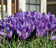 Крокус 5шт великоквітковий Grand Maitre (Гранд Маітре)