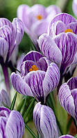 Крокус 5шт великоквітковий Pickwick (Піквік)