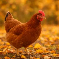 Профілактика хвороб восени: що змінити в догляді за курми?