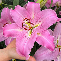 Лілія (великі цибулини 14/16) орієнтальна Josephine (Жозефіне)