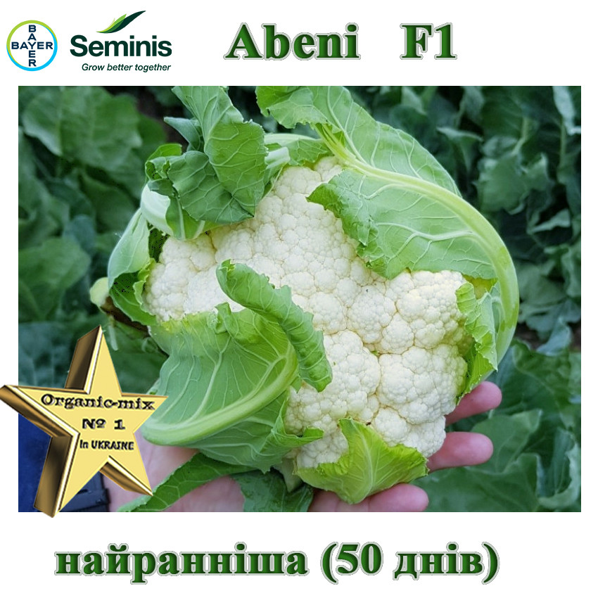 Цвітна капуста надрання Абені F1 (Abeni F1), 2500 насінин, ТМ Seminis (Нідерланди), фото 1