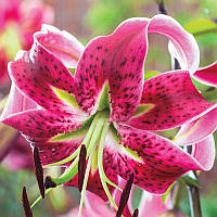 Лілія (великі цибулини 14/16) Miss Feya (Місс Феіа) 1шт