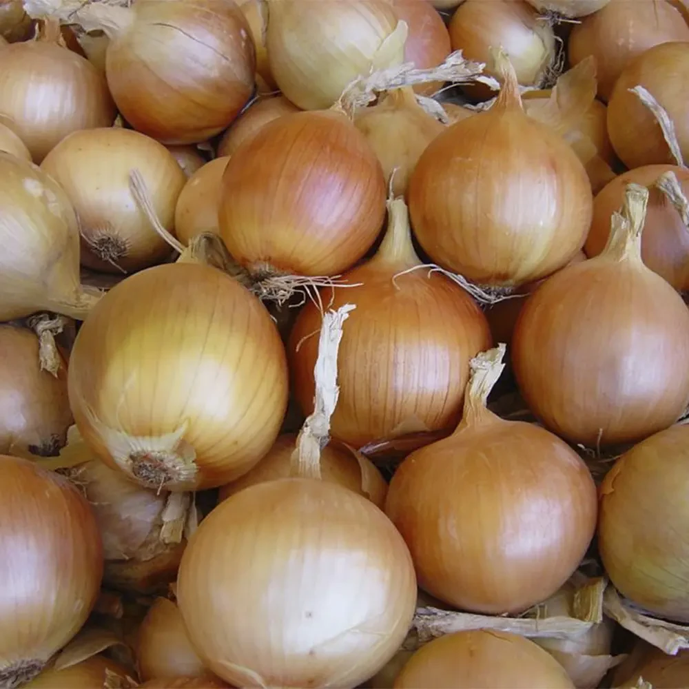 Насіння ріпчастої цибулі Тареско F1 Hazera 250000