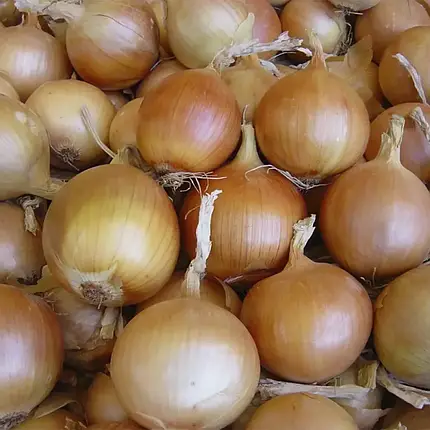 Насіння ріпчастої цибулі Тареско F1 Hazera 250000, фото 1