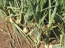 Насіння ріпчастої цибулі Тареско F1 Hazera 250000, фото 2