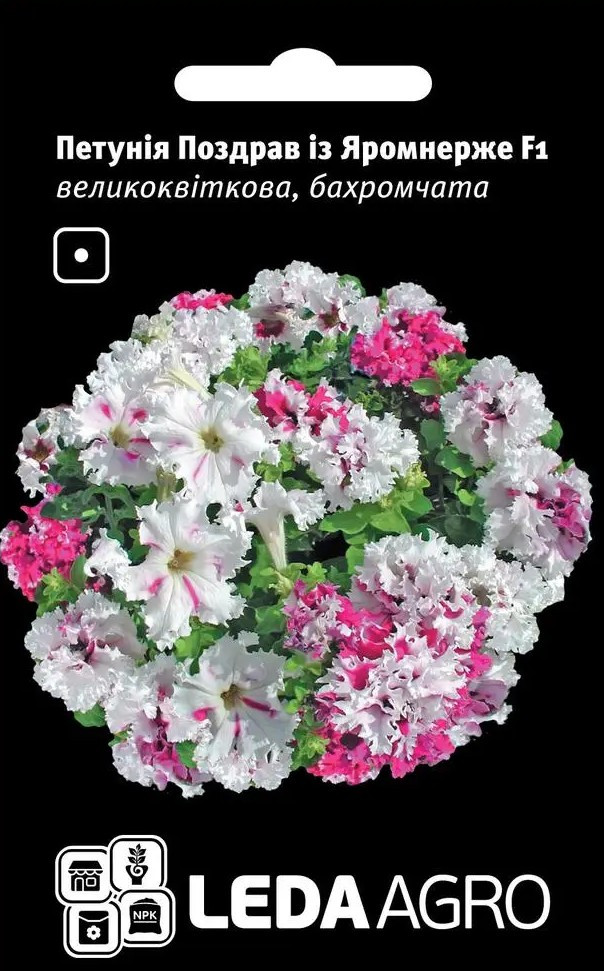 Петунія Поздрав із Яромнерже F1, біло-рожево-фіолетова, 50 шт (Leda Agro), фото 1