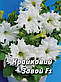 Петунія Крайковий Завой F1, біла бахромчата, великоквіткова 10 шт (Leda Agro), фото 3