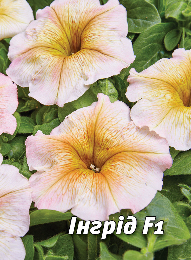 Петунія Інгрід F1, кремово-коричнева 50 шт (Leda Agro), фото 1