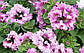 Петунія Розеа F1, великоквіткова, особлива 50 шт (Leda Agro), фото 3