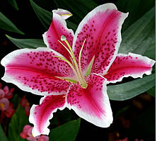 Лілія (великі цибулини 14/16) тигрова орієнтальна Star Gazer