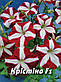 Петунія Крістіна F1, пурпурово-біла зірка, багатоквіткова 50 шт (Leda Agro), фото 2