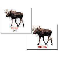 Подарунковий набір Картки Домана Англо-російський валіза Вундеркінд з пелюшок 1746 карток 34 теми, фото 7