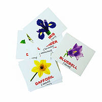 Подарунковий набір Картки Домана Англо-російський валіза Вундеркінд з пелюшок 1746 карток 34 теми, фото 10