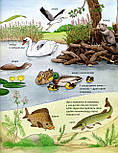 Тварини. Моя перша мальована енциклопедія, фото 8