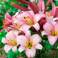 Лілія (великі цибулини 14/16) трубчаста Pink Planet (Пінк Планет)