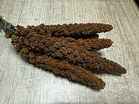 Ласощі для папуг Чумиза 2025 року