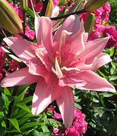 Лілія (великі цибулини 14/16) Elodie (Елоди) махрова азіатська