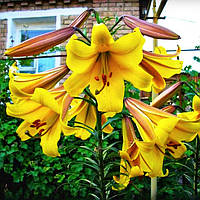 Лілія (великі цибулини 14/16) Golden Splendor трубчаста (Голден Сплендор)