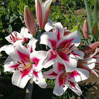 Лілія (великі цибулини 14/16) Hachi орієнтальна (Хахі)