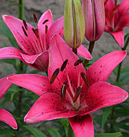 Лілія (великі цибулини 14/16) азіатський гібрид Pink County (Пінк Коунті)