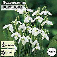 Підсніжник 5шт Woronowii (Воронова) циулини 5/6
